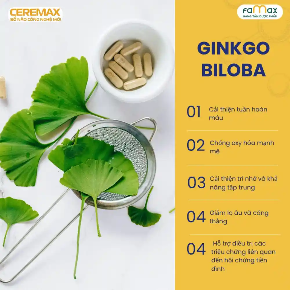 Ginkgo Biloba Chua Nhieu Hop Chat Giuo Cai Thien Tuan Hoan Mau Va Bao Ve Te Bao Khoi Tac Hai Cua Cac Goc Tu Do