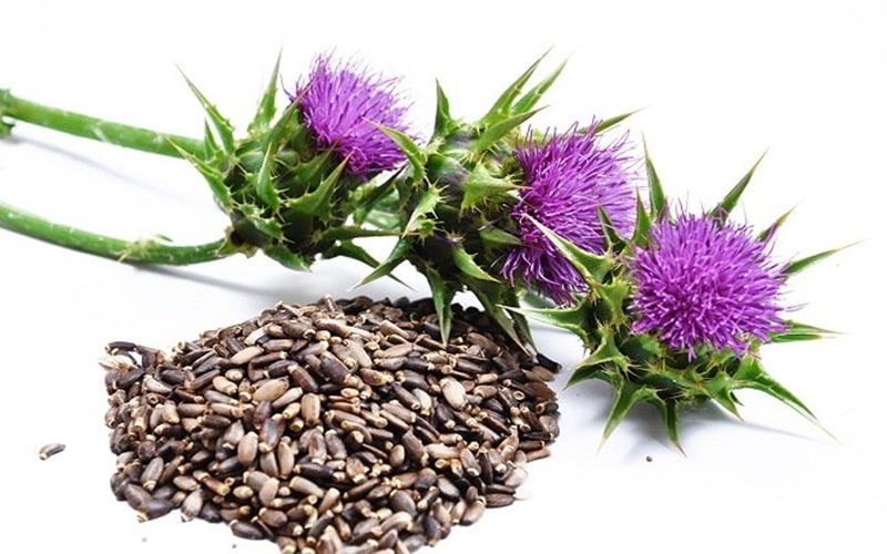 Cơ Chế Tác Dụng Của Silymarin 1