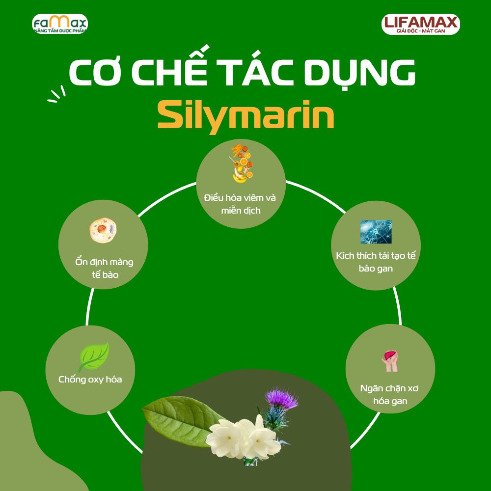 Silymarin Tìm Hiểu Về Cơ Chế Tác Dụng2