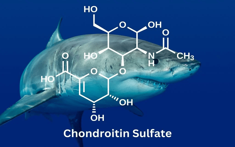 Chondroitin Sulfate Có Tác Dụng Gì 1
