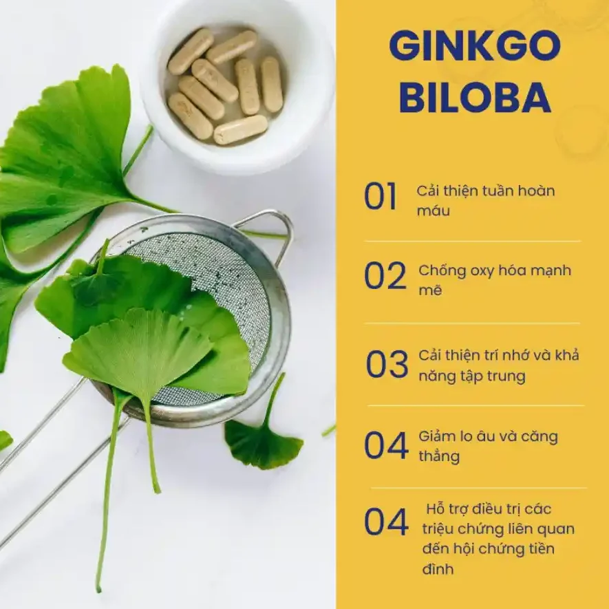 Ginkgo Biloba Chua Nhieu Hop Chat Giuo Cai Thien Tuan Hoan Mau Va Bao Ve Te Bao Khoi Tac Hai Cua Cac Goc Tu Do