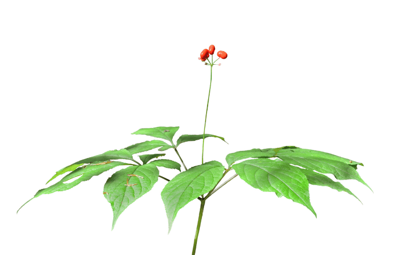 Sâm cáo hỗ trợ phục hồi chức năng gan Sâm cáo hỗ trợ phục hồi chức năng gan