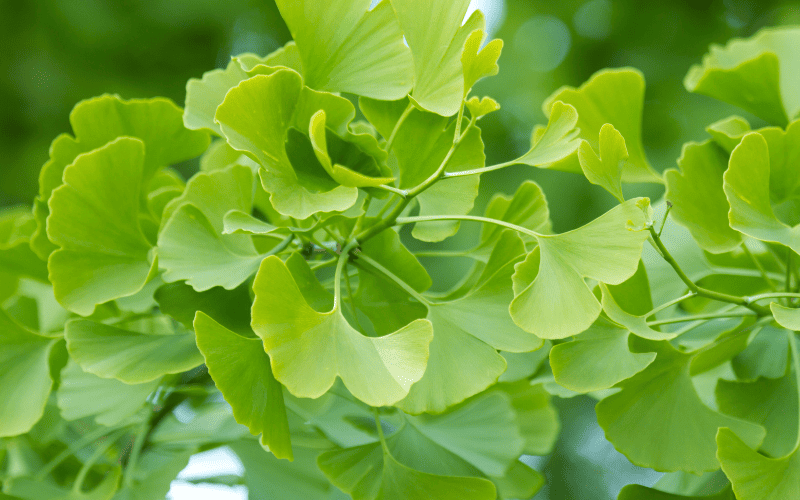 Ginkgo Biloba thường được sử dụng để cải thiện lưu thông máu lên não Ginkgo Biloba thường được sử dụng để cải thiện lưu thông máu lên não