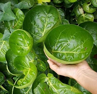 9 Mẹo dân gian chữa rối loạn tiền đình hiệu quả