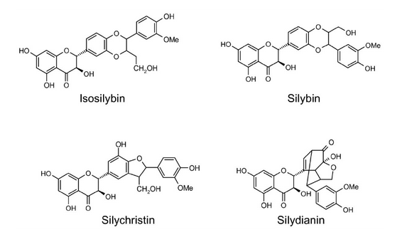 Góc giải đáp: Silymarin tăng cường glutathione gan như thế nào?