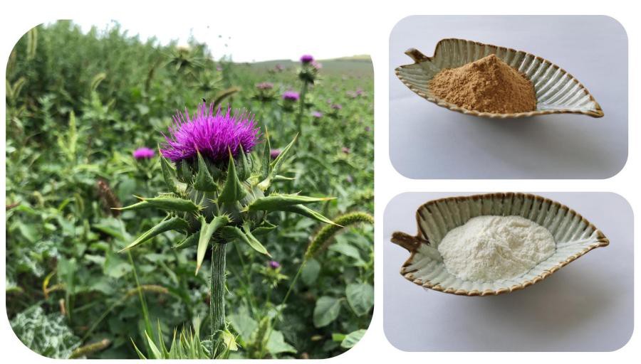 Kome je dobar ekstrakt čička u prahu? - Znanje - Shaanxi LonierHerb  Bio-Technology Co., Ltd