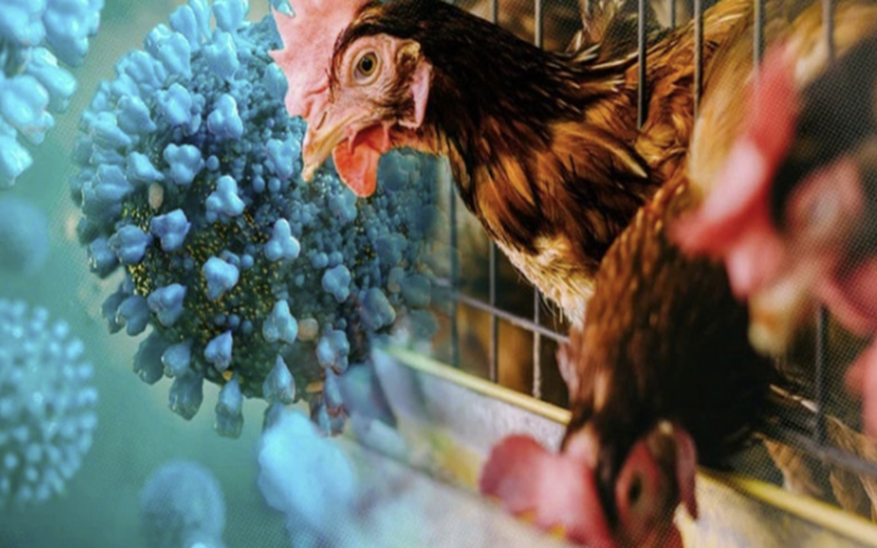 Campuchia Ghi Nhận Ca Mắc Cúm Gia Cầm H5n1 Mới Cảnh Báo Nguy Cơ Từ Gia Cầm Bệnh