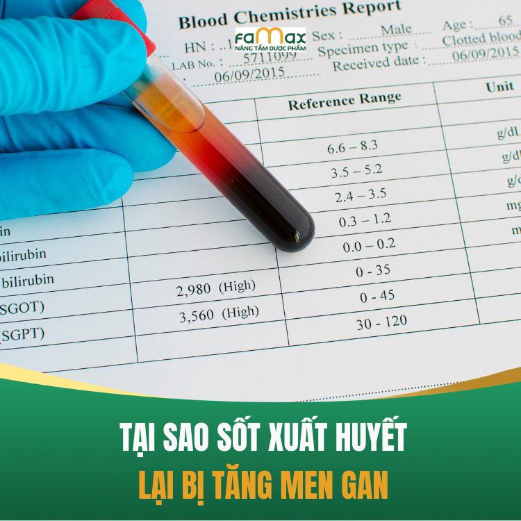 Vi Sao Nguoi Benh Bi Tang Men Gan Khi Sot Xuat Huyet 68b10dbf20200.webp