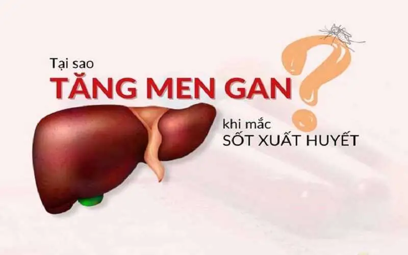 Vì sao người bệnh bị tăng men gan khi sốt xuất huyết