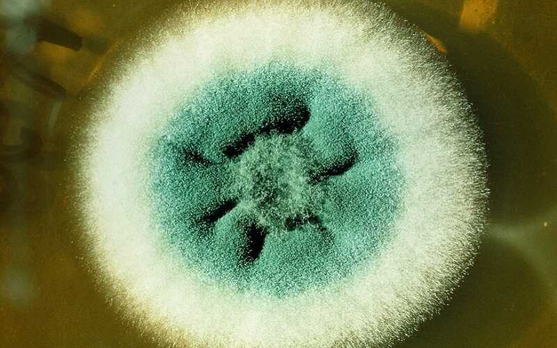 Virus Mycovirus Nguy Hiem Cho Nguoi