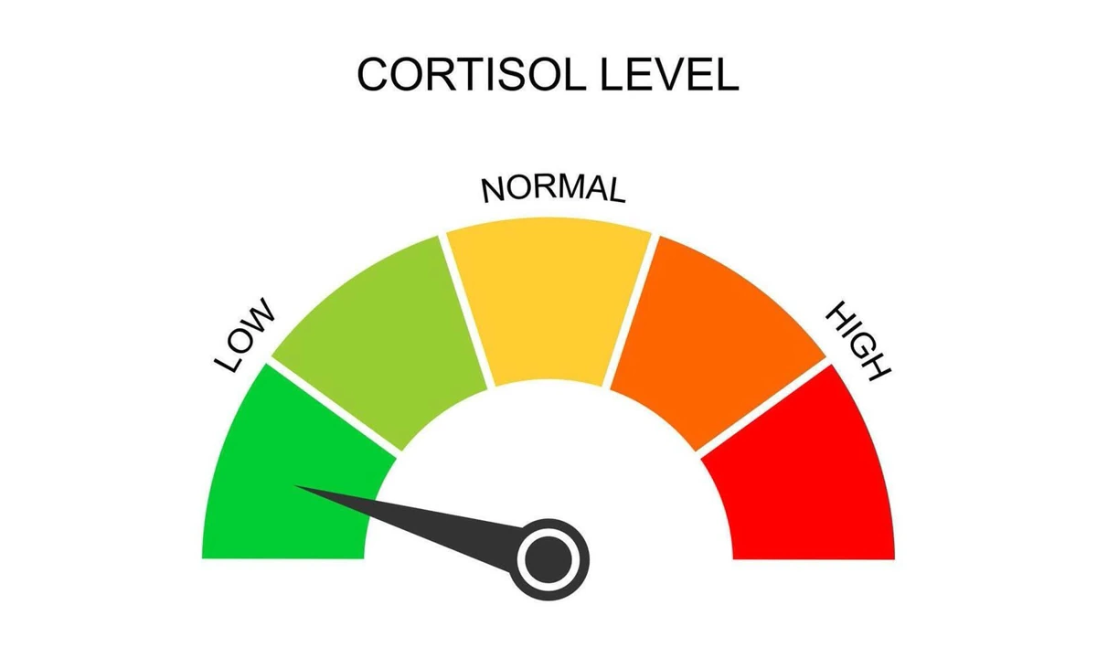 Cortisol Tac Dong Ra Sao Den Noi Tiet To Nu