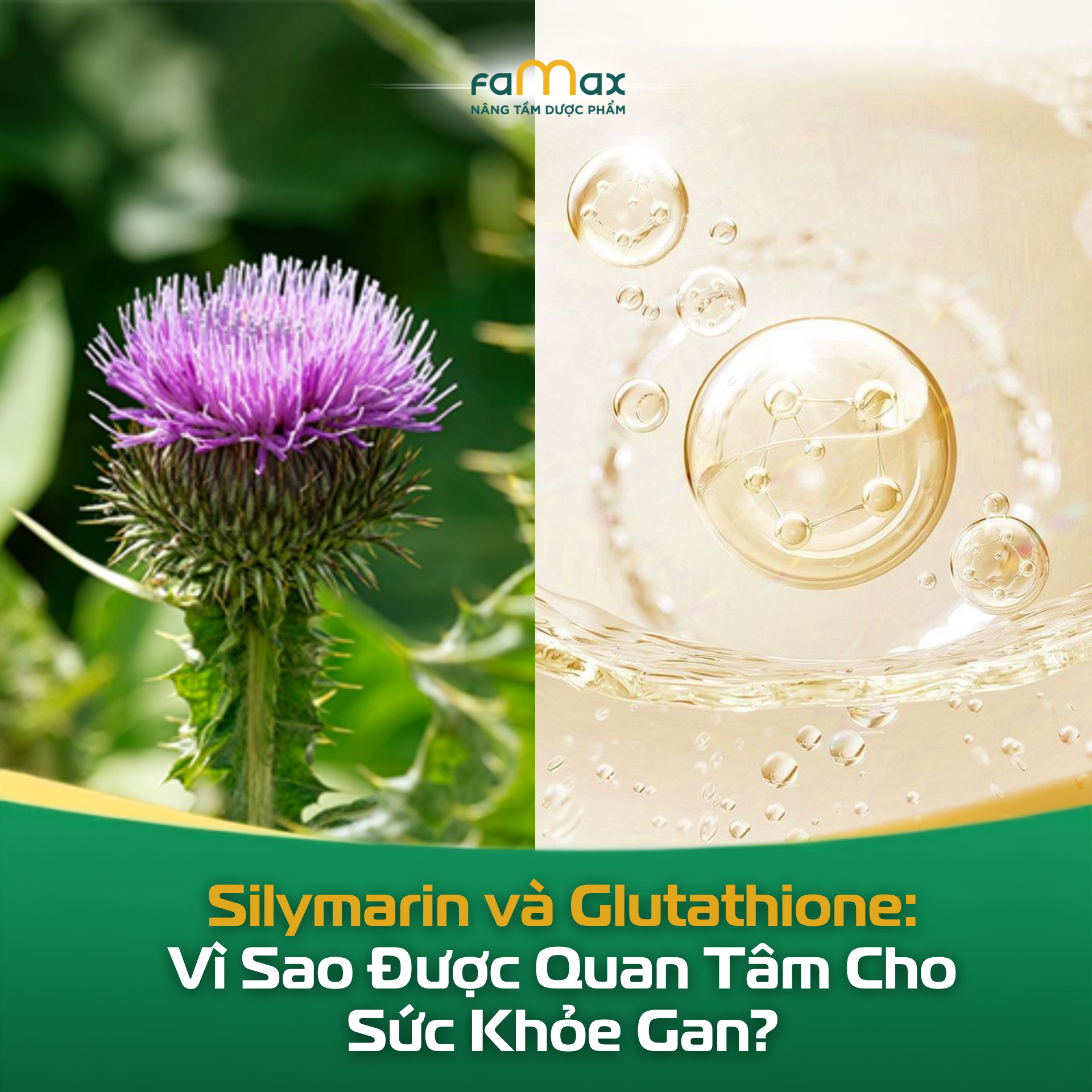 Silymarin Và Glutathione